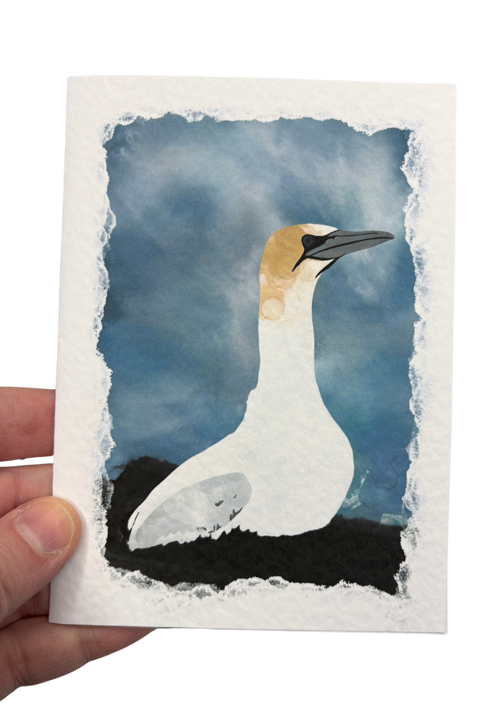 Wholesale | Greetings Card | Shetland Wildlife - Set of 5 Notecards (BOX OF 10)